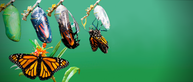 A DevOps Metamorphosis Echoes Through Reverb.com, Part One
