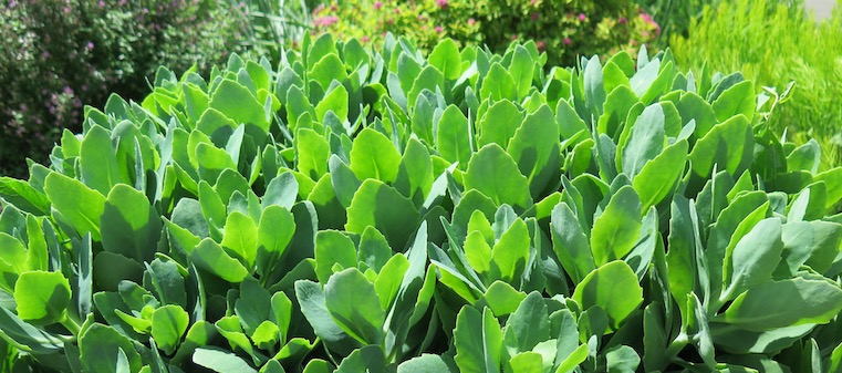 desert plants